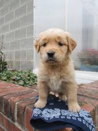 If you don't live where you can come pick up your golden retriever puppies or clumber puppy i will fly with your baby. Aca Golden Retriever Puppies 400 For Sale In Aline Pennsylvania Classified Hoodbiz Org