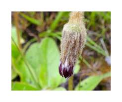 Image result for Gerbera piloselloides