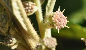 Image result for Tarchonanthus trilobus