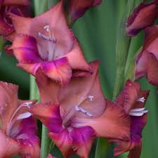 Image result for Gladiolus trichonemifolius
