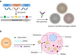 Download youtube videos to mp4 & mp3 using free & secure y2mate. Multifunctional Quantum Dot Dna Hydrogels Abstract Europe Pmc