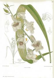 Image result for Eulophia cucullata