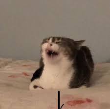 Instagram Post By Retarded Pics Mar 1 2019 At 3 01am Utc Cute Memes Funny Animal Memes Animal Memes