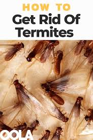 The question homeowners are asking is, does the product work? terminate's retail price — about $50 for a box of 20 bait stakes — is tempting, given that a. How To Rid Your Home Of Termites And Keep Them From Coming Back Termite Treatment How To Get Rid Of Termites Get Rid Of Termites