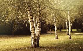 Birch tree full hd wallpaper. Download Fine Decor Birch Tree Wallpaper Gallery