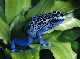 Tropical rainforests typically receive between 1.5 m to 4 m of rainfall each year. Endangered Animals In The Rainforest Owlcation