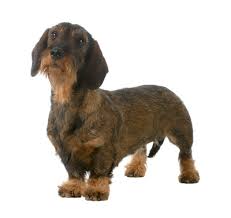 New cl a ssifie d £2,000 for sale dachshund puppies. Wire Haired Miniature Dachshund Dog Breed Information Purina