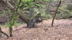 Für schwierigere fälle sind auch baumkletterer verfügbar. Exkursionen Nrw 26 Entwurzelter Baum Youtube