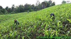 Maybe you would like to learn more about one of these? Petani Di Sangkub Bolmut Mulai Pupuk Tanaman Jagung Serda Yohanis A Pasomba Ikut Bantu Tribun Manado