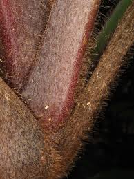 Image result for Palisota schweinfurthii