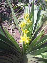 Image result for Hypoxis nyasica