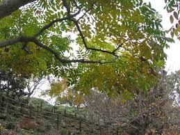 Image result for Lannea asymmetrica