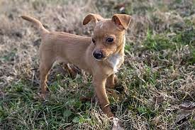 Welcome to yankee chihuahua rescue and adoption, inc. Milford Ct Chihuahua Meet Donnie A Pet For Adoption