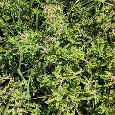 Image result for Galenia