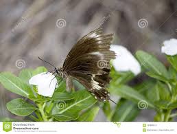 In Australia A Different Butterfly Species Stock Image