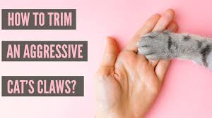 The guillotine type is the easiest to use with dogs, but if the dog's nails have grown too long and are curling back in on the toe pad, the scissor type clippers are the better choice for the job. Top 5 Tips On How To Trim An Angry Cat S Claws Cat Grooming Guide