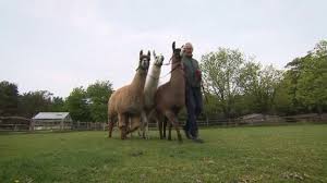 The saddles are clearly different in size, color. How Llamas Could Hold The Key To Combating Covid 19 Wtop