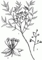 Image result for Clausena anisata