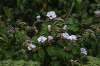 Image result for Ipomoea involucrata