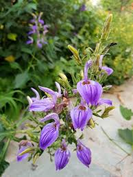 Image result for Brillantaisia cicatricosa