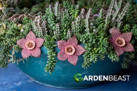 Image result for Orbea rogersii
