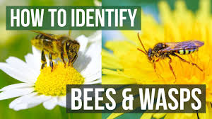Bee Or Wasp How To Identify Bees And Wasps