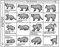 The Cat S Posture Cat Tail Meaning Cat Language Cat Communication