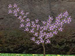 See more ideas about hydrangea, hydrangea colors, beautiful flowers. Second Life Marketplace Climbing Hydrangea Purple One Of The Items From Our Summer Flowers Plants Trees Shrubs And Landscaping Section