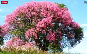 Maybe you would like to learn more about one of these? Silk Floss Trees Cotton Trees Kapok Tree Spain
