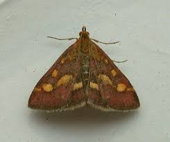 Image result for Pyrausta sanguinalis