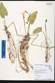 Image result for Ipomoea aquatica