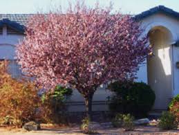 The fruits and seeds of some trees and shrubs, such as buckthorn, mulberry, persimmon, and trees and shrubs are usually selected for landscape use based on their ornamental features, such as. Wonderful Flower Choices For Gardening In The Southwest Dengarden