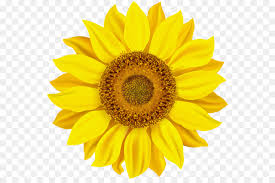 Budidaya bunga matahari di dua taman, yakni taman sungai kendal dan taman rotannusa sebagai daya tarik wisata alternatif dan menyambut hut dki jakarta. Fotografi Saham Royaltyfree Men Download Gambar Png