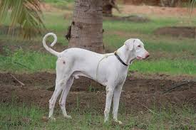 Rajapalayam Dogs Home Facebook However, we at dogisworld urge you to look for it in an animal shelter. rajapalayam dogs home facebook