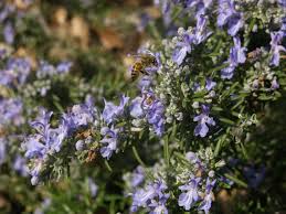 How can you deter cats from your garden. Pin On Keeping The Cats Away