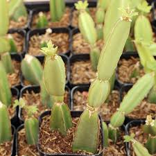 Image result for Duosperma quadrangulare