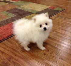 A complete list of all pomsky rescue groups located in illinois and across the usa! Cute White Husky Puppies For Sale In Illinois L2sanpiero