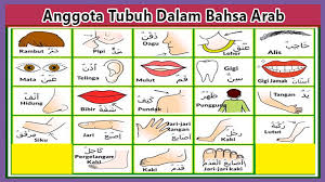 Dalam bahasa indonesia, jika ada orang mengucapkan terima kasih, biasanya akan dibalas atau dijawab dengan: Bahasa Arab Anggota Tubuh Lengkap Berserta Artinya