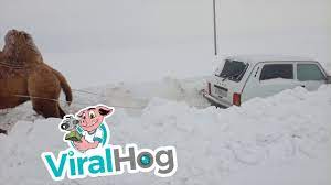 How hot steel bars are guided around a modern rolling mill. Camel Tows Car Out Of The Snow Viralhog Youtube