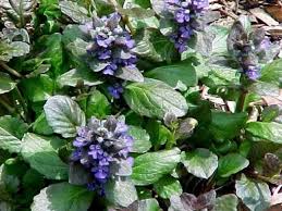 Image result for Ajuga