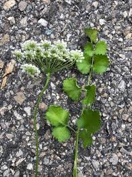 Image result for Pimpinella robynsii