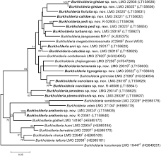 Image result for Tricalysia semidecidua