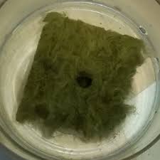 Maybe you would like to learn more about one of these? Growing Cannabis Seeds In Rockwool Starting Seeds In Rockwool Cubes Happy Pot Farmer