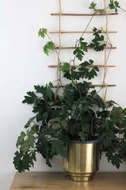 Cool as a cucumber and one in a melon, this climbing diy project will have you feeling on top of the world…or the trellis. Diy Indoor Plant Trellis From Bamboo Rope Dossier Blog