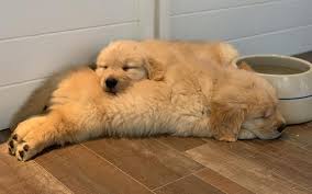Golden retriever puppies for sale and dogs for adoption in tennessee, tn. Golden Retriever Club Of America Golden Retriever Puppy Demand The Demand For Golden Retriever Puppies Is Very High At This Time And We Have Received Many Inquiries About Breeders And Availability