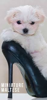 These are tiny maltese puppies and have beautiful faces. Teacup Maltese Discover The Miniature Maltese Dog