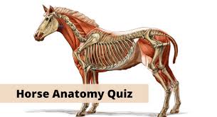 These majestic creatures are associated with qualities of intelligence, independence and a free spirit. 10 Horse Quizzes Trivia Questions For Horse Lovers