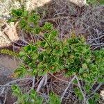 Image result for Myrothamnus flabellifolius