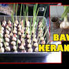 Bawang putih dapat di tanam di lokasi yang memiliki iklim kering dengan memiliki suhu 15 sampai 20 derajat celcius dengan curah hujan sebesar 110 hingga 200 mm per bulannya atau 800 sampai 2.000 per tahun. 1