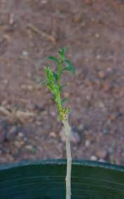 A Great Inexpensive Way To Propagate Your Favorite Trees Is To Try Planting Trees From Twigs Or Cuttin Fruit Trees Backyard Growing Fruit Trees Trees To Plant